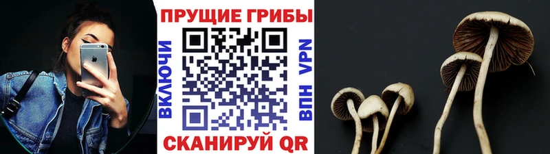 Галлюциногенные грибы Cubensis  Купить  Кизел 
